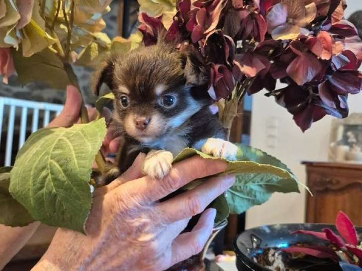 2 chiots femelles Chihuahuas à réserver