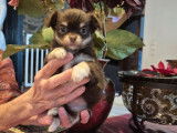 2 chiots femelles Chihuahuas à réserver