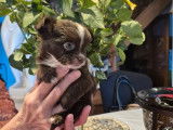 2 chiots femelles Chihuahuas à réserver