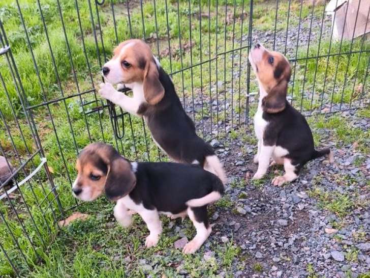 9 chiots Beagles LOF à vendre, mâles et femelles de septembre 2025