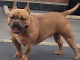 Chienne American Bully LOF à vendre