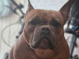 Chienne American Bully LOF à vendre
