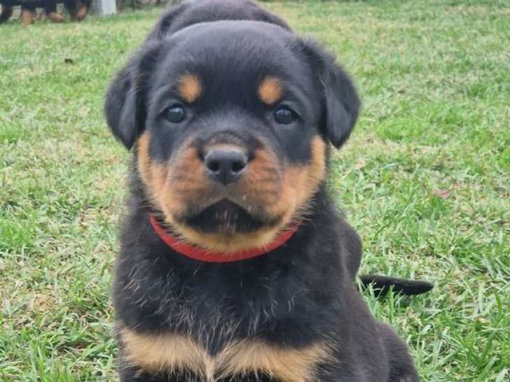 À vendre, de 4 chiots Rottweilers LOF de septembre 2025