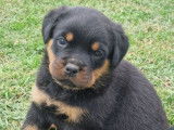 À vendre, de 4 chiots Rottweilers LOF de septembre 2025