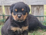 À vendre, de 4 chiots Rottweilers LOF de septembre 2025