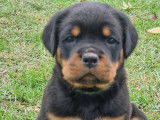 À vendre, de 4 chiots Rottweilers LOF de septembre 2025