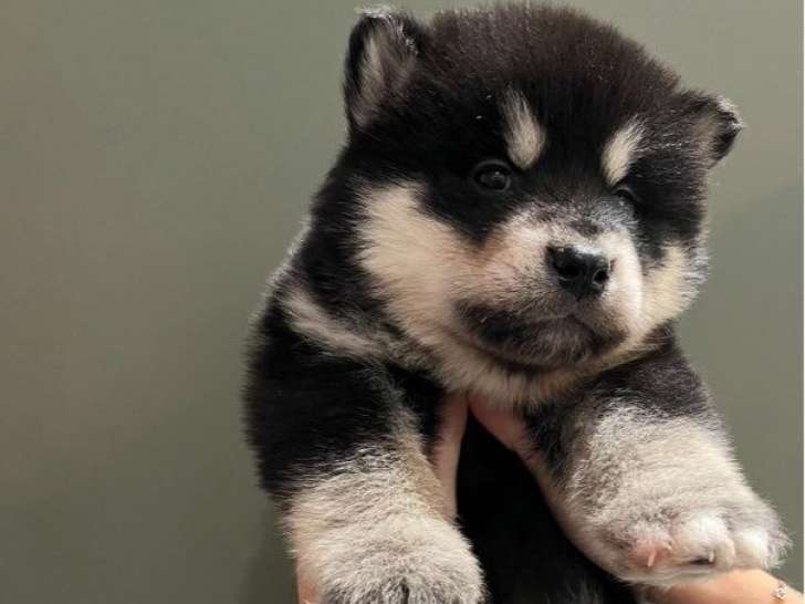 Chiots Malamute d’Alaska LOF à réserver