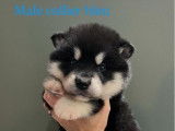 Chiots Malamute d’Alaska LOF à réserver