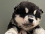 Chiots Malamute d’Alaska LOF à réserver