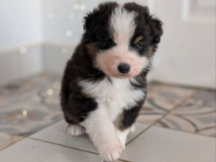 1 chiot mâle Berger Australien LOF à réserver, noir tricolore né en octobre 2025