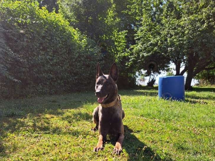Magnifique Malinois mâle de 1 an à donner