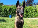Magnifique Malinois mâle de 1 an à donner