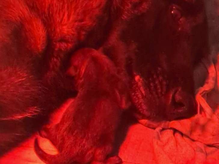 10 chiots Bergers Belges Malinois LOF à réserver, 6 mâles et 4 femelles nés en octobre 2025