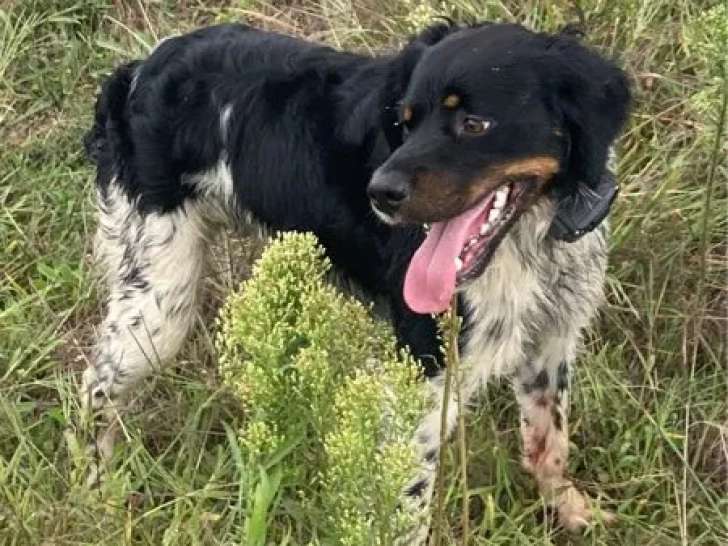 Vegas, mâle Épagneul Breton tricolore LOF confirmé disponible pour saillie