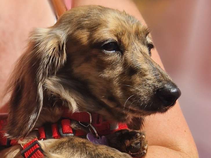 Cherche mâle Teckel Kanincken fauve pour saillie