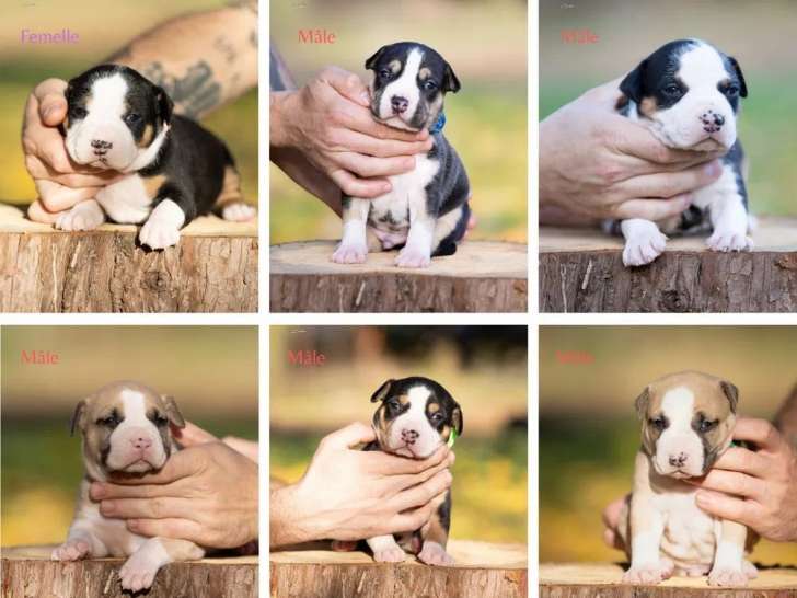 7 chiots American Staffordshire Terrier LOF à réserver