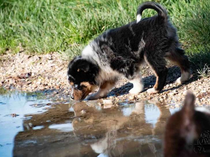 1 chiot mâle Berger Américain Miniature LOF à vendre