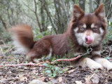 Chien adulte femelle Pomsky de 2 ans LOF à vendre
