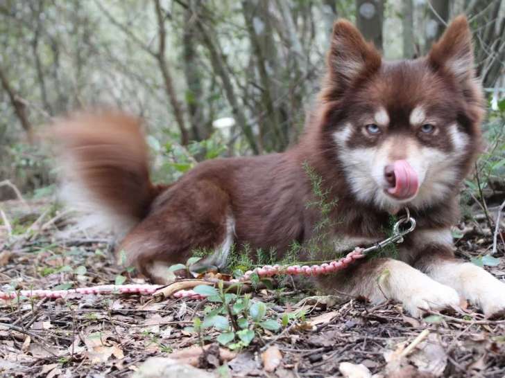 Chien adulte femelle Pomsky de 2 ans LOF à vendre