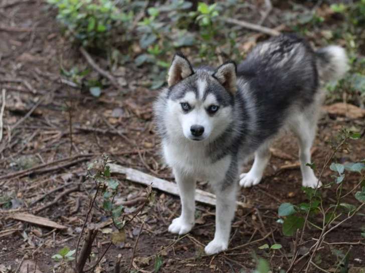 4 chiennes Pomsky F5 à vendre (LOF)