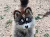 4 chiennes Pomsky F5 à vendre (LOF)