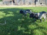 2 chiots mâles Setter Anglais LOF à vendre
