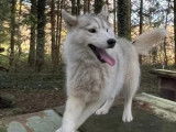 Chien mâle Husky de Sibérie d’un an à vendre (LOF)