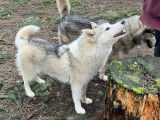 Chien mâle Husky de Sibérie d’un an à vendre (LOF)