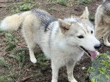 Chien mâle Husky de Sibérie d’un an à vendre (LOF)