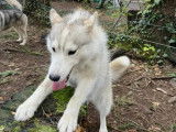 Chien mâle Husky de Sibérie d’un an à vendre (LOF)