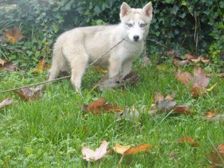 4 chiots femelles Huskies de Sibérie LOF à vendre