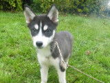 4 chiots femelles Huskies de Sibérie LOF à vendre