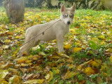 4 chiots femelles Huskies de Sibérie LOF à vendre