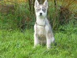 4 chiots femelles Huskies de Sibérie LOF à vendre