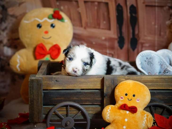 9 chiots Bergers Australiens LOF à réserver
