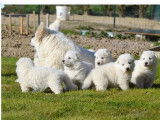 Des chiots Berger Blanc Suisse LOF à vendre