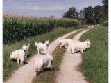 Des chiots Berger Blanc Suisse LOF à vendre