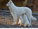 Des chiots Berger Blanc Suisse LOF à vendre