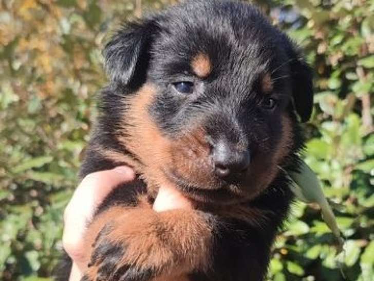 13 chiots Bergers de Beauce LOF à vendre