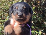 13 chiots Bergers de Beauce LOF à vendre