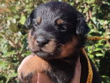 13 chiots Bergers de Beauce LOF à vendre