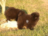 2 chiots mâles Spitz Allemands LOF à réserver