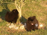 2 chiots mâles Spitz Allemands LOF à réserver