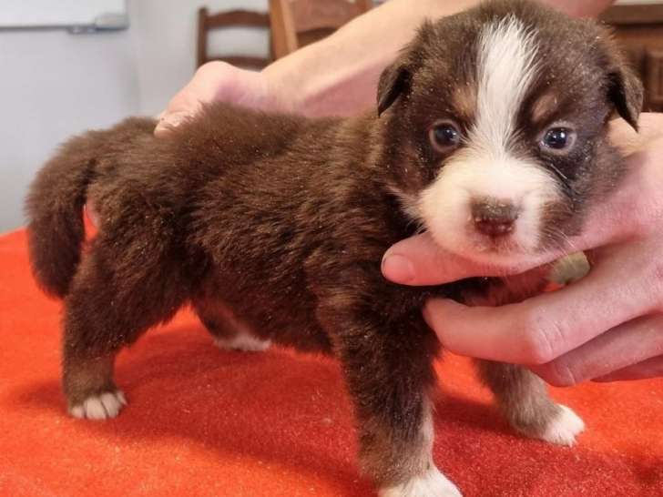 2 chiots femelles Bergers Américains Miniatures LOF à réserver