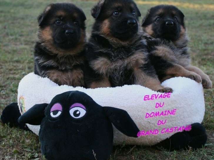 4 chiots Bergers Allemands LOF à vendre, nés en juillet 2025