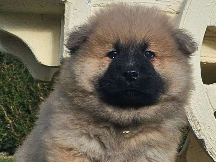 Des chiots Eurasiers LOF à vendre
