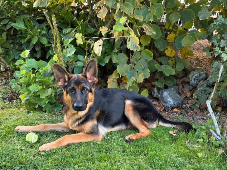 1 chiot femelle Berger Allemand LOF à vendre
