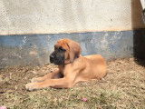 1 chiot femelle Dogue Allemand LOF à vendre