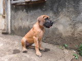 1 chiot femelle Dogue Allemand LOF à vendre