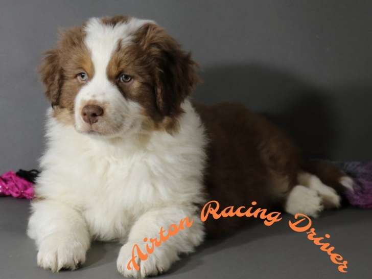 2 chiots mâles Bergers Australiens LOF à réserver